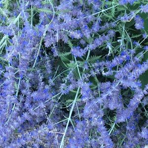 Meet your Posher, Jaime